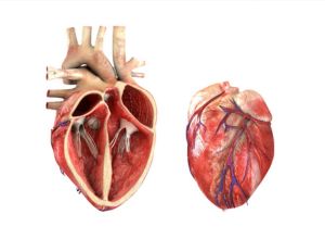 Myocarde-pericarde